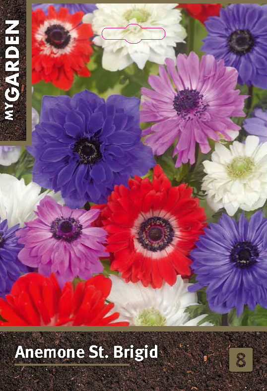 Анемона Ст. Бриджид